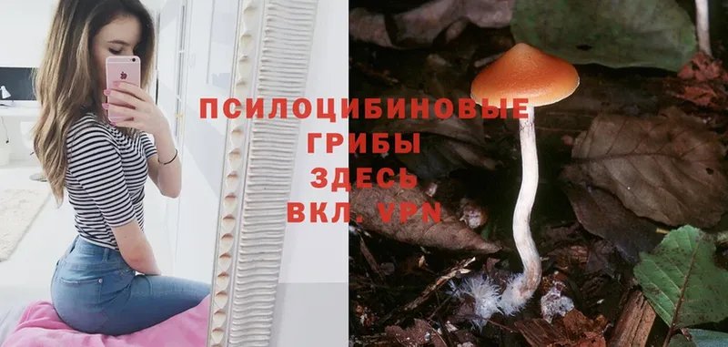 Галлюциногенные грибы Psilocybe  это наркотические препараты  Верея 